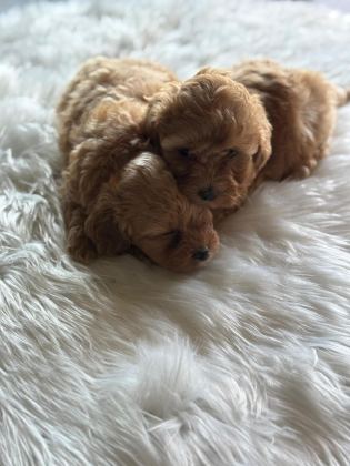 MALTİPOO YAVRU