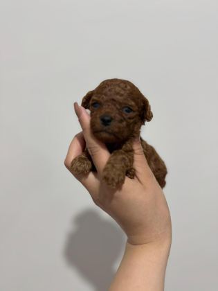 KORE POODLE
