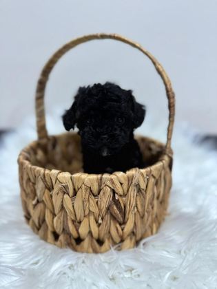 SİYAH TOY POODLE YAVRULARIMIZ