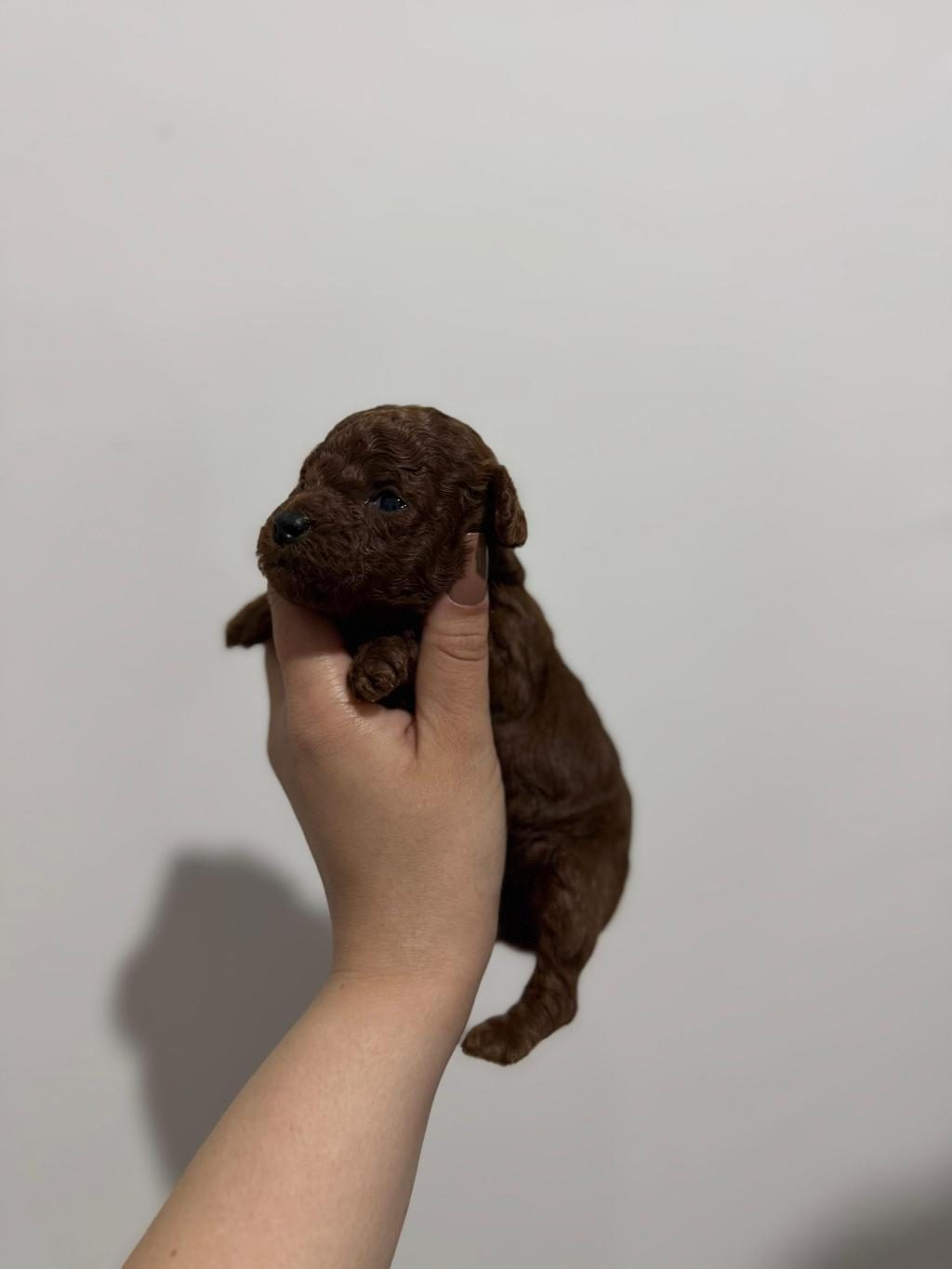 KORE POODLE