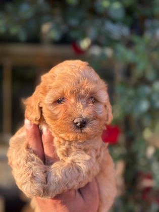 MALTİPOO YAVRU