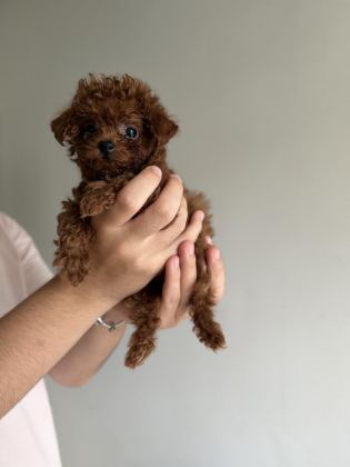KORE POODLE TEACUP