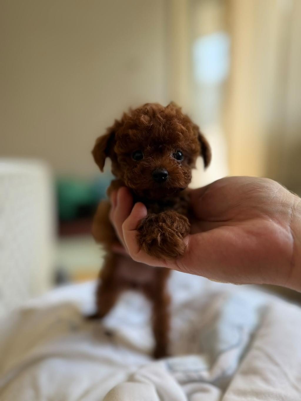 KORE POODLE TEACUP