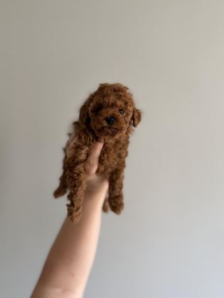 KORE POODLE TEACUP