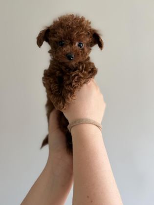 KORE POODLE TEACUP