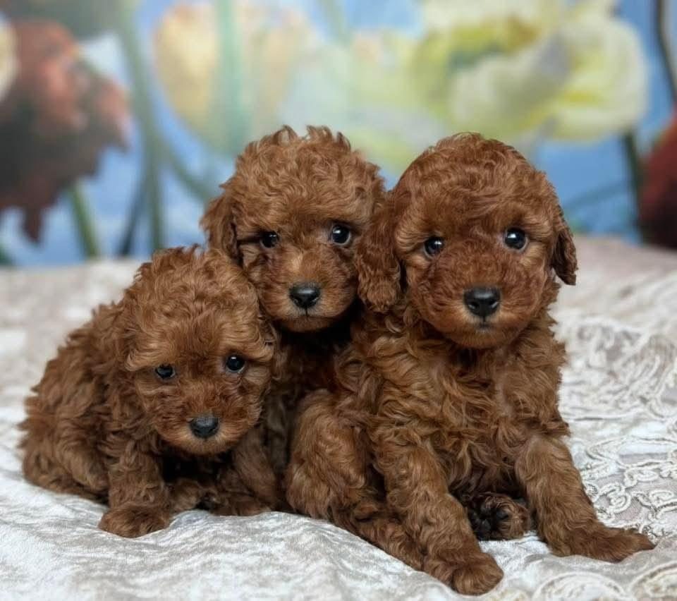 TOY POODLE YAVRU KÖPEKLERİMİZ
