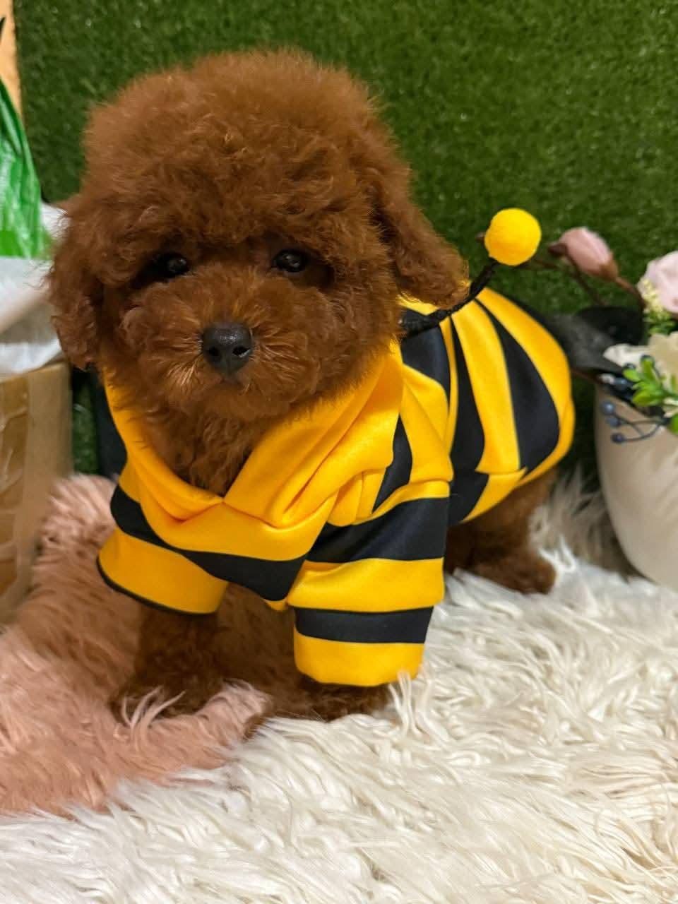 TOY POODLE YAVRULARIMIZ