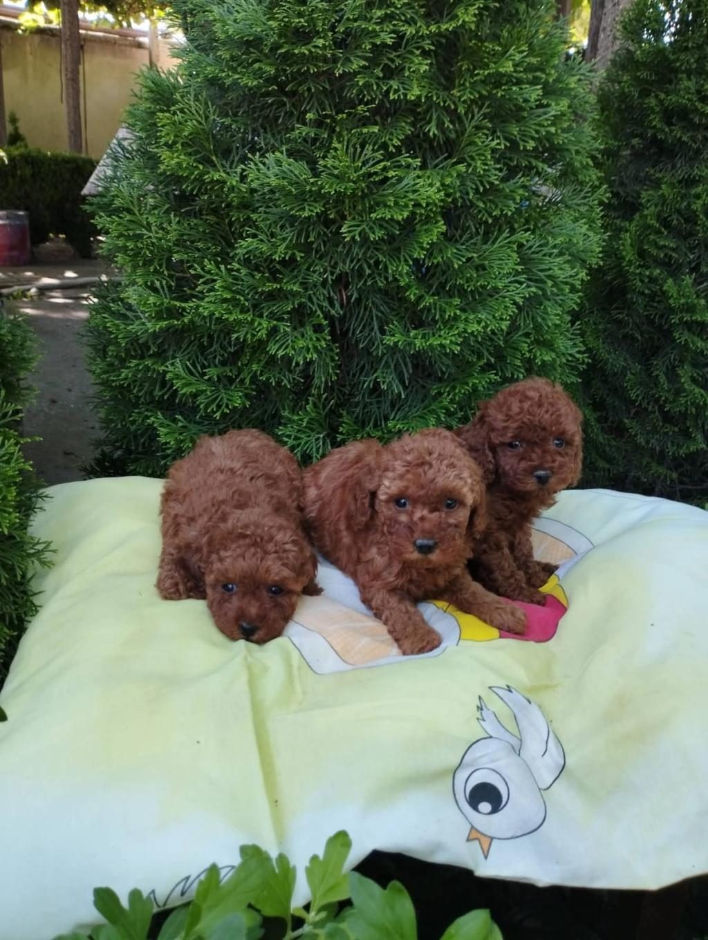 TOY POODLE YAVRU KÖPEKLER