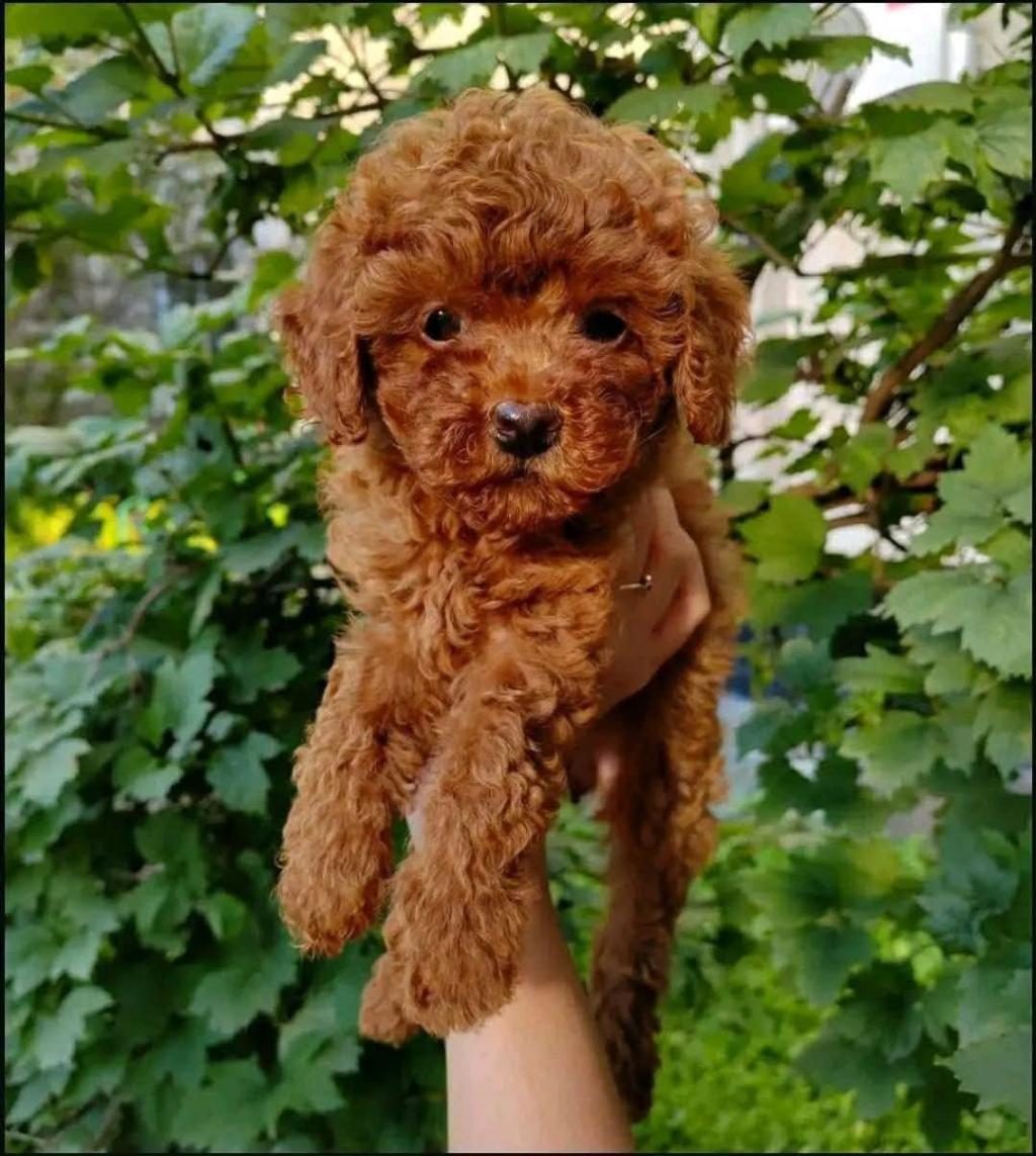 TOY POODLE YAVRU KÖPEKLER