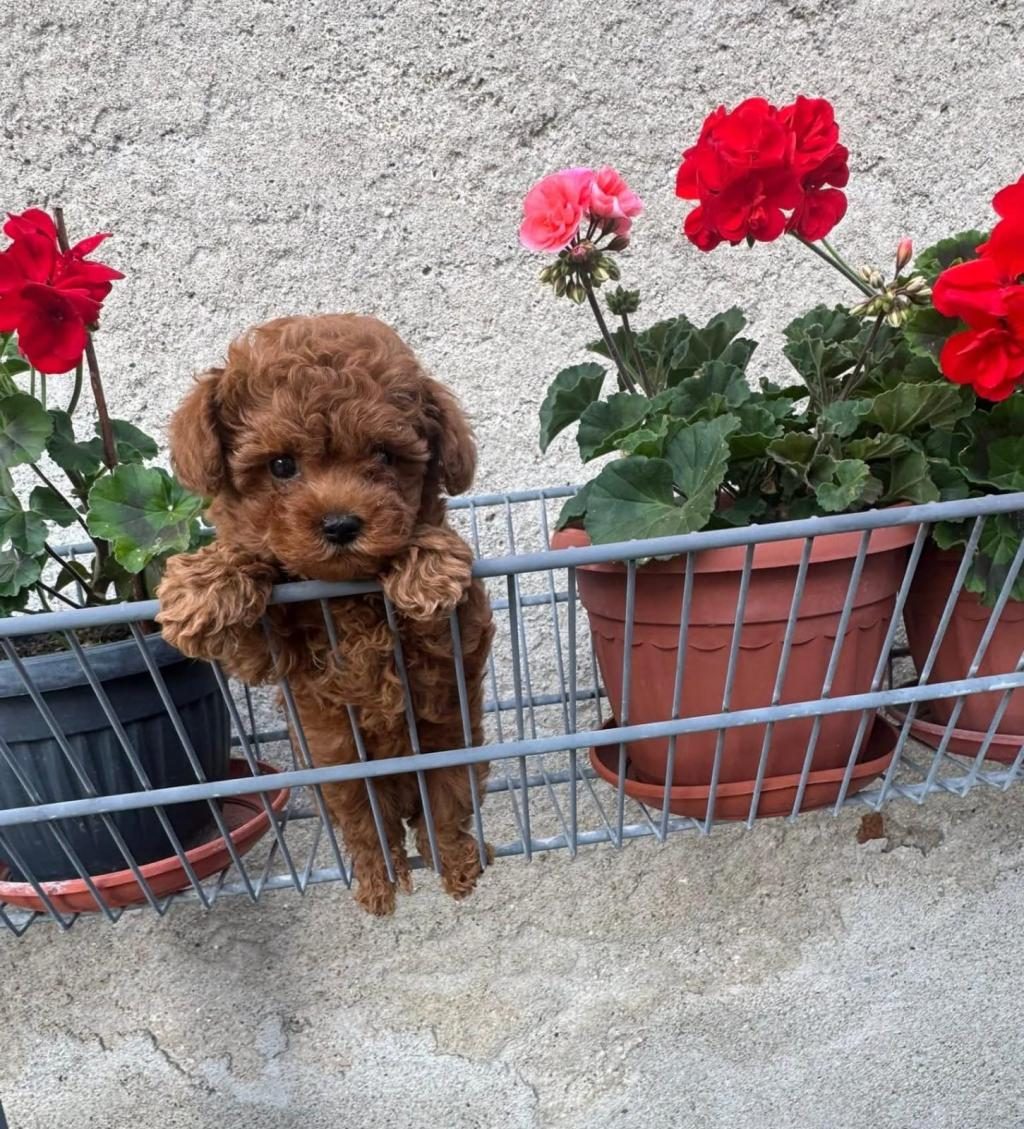 TOY POODLE YAVRU KÖPEKLERİMİZ