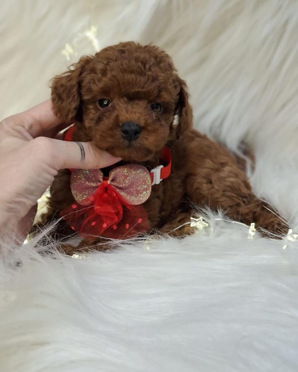 TOY POODLE YAVRULARIMIZ
