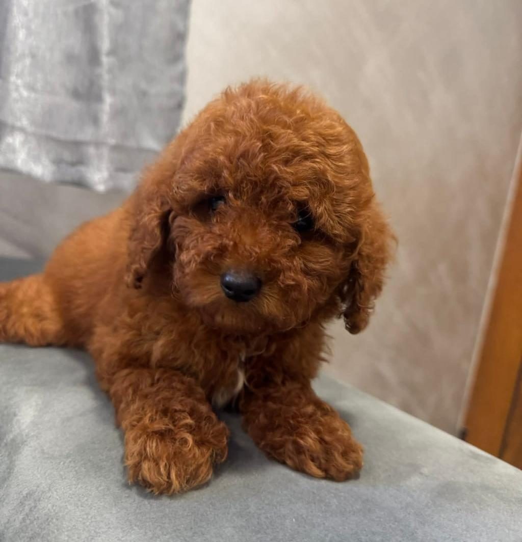 TOY POODLE YAVRULARIMIZ