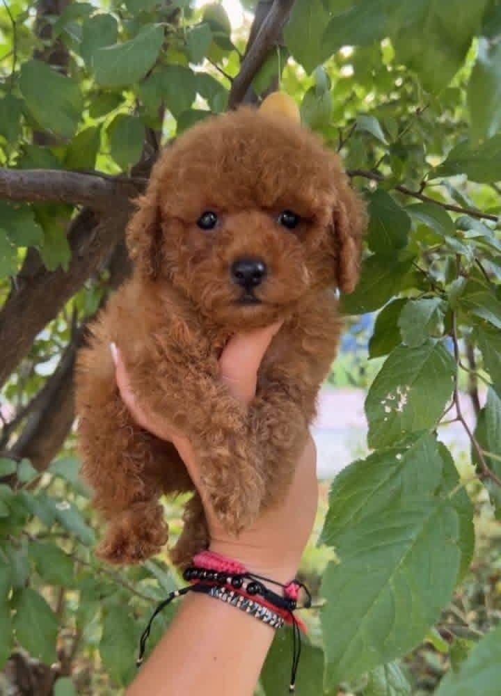 RUHSATLI KÖPEK ÇİFTLİĞİNDEN TOY POODLE YAVRULARIMIZ