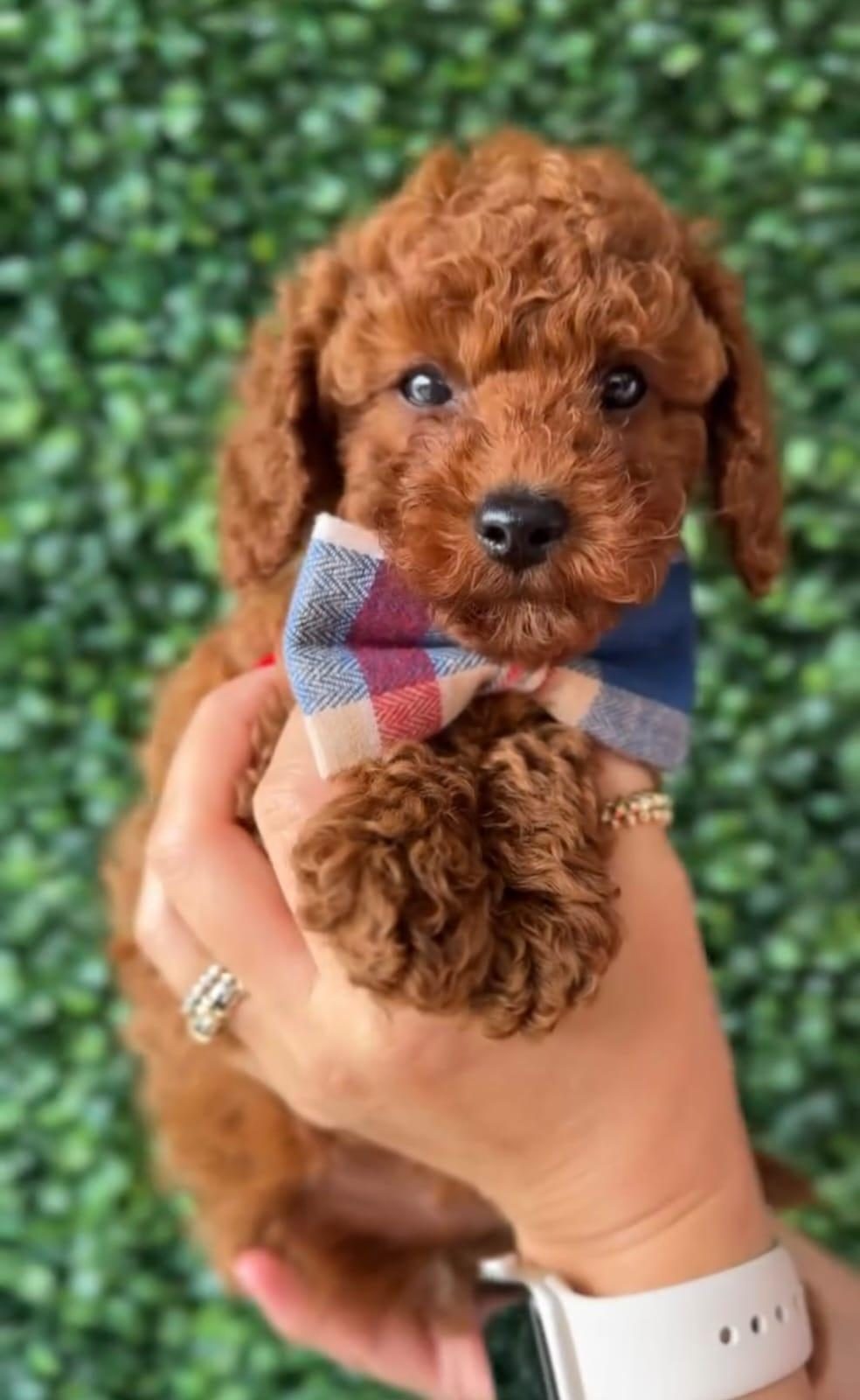 AŞILI PASAPORTLU TOY POODLE YAVRULARIMIZ