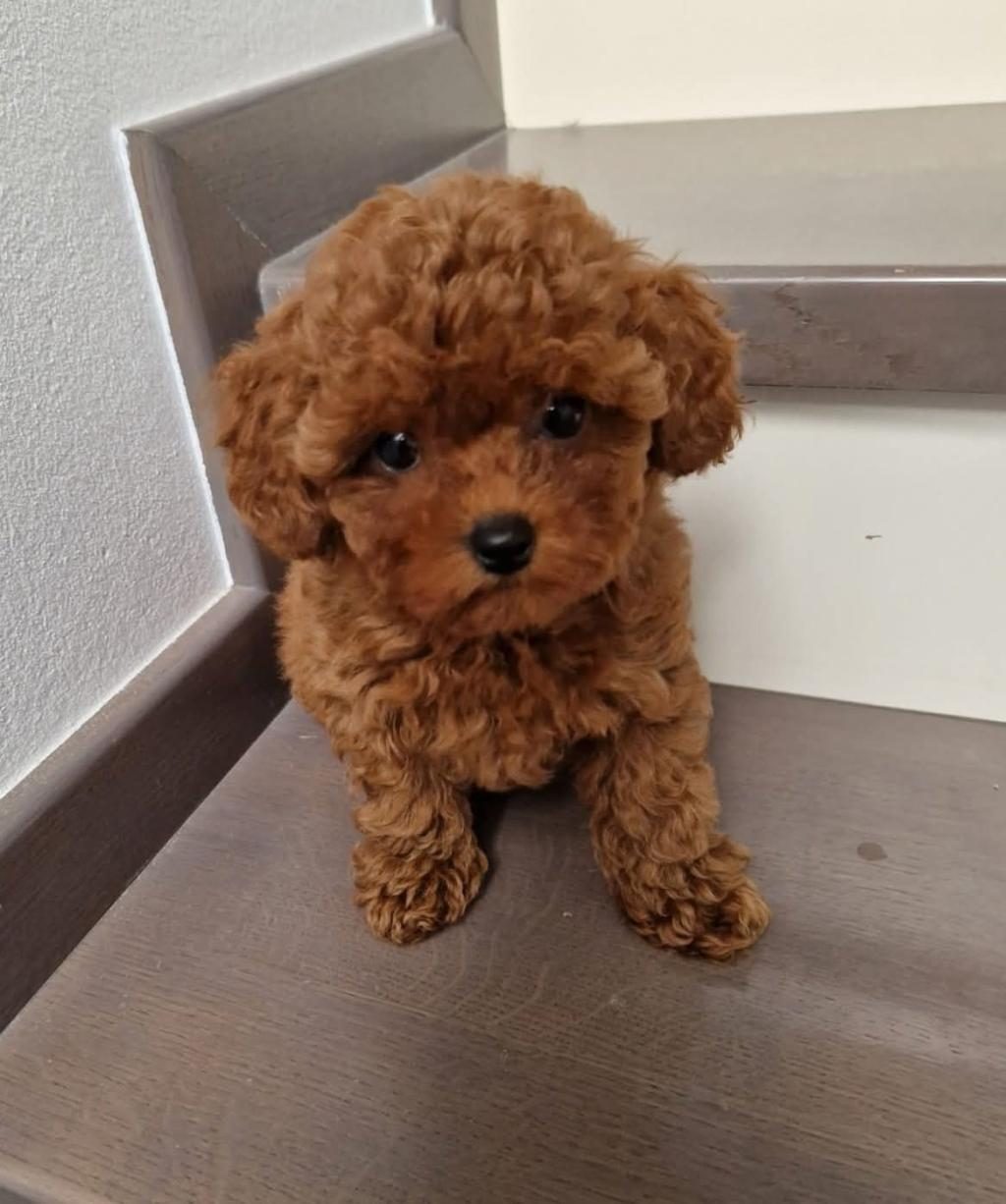 RUHSATLI KÖPEK ÇİFTLİĞİNDEN TOY POODLE YAVRULARIMIZ
