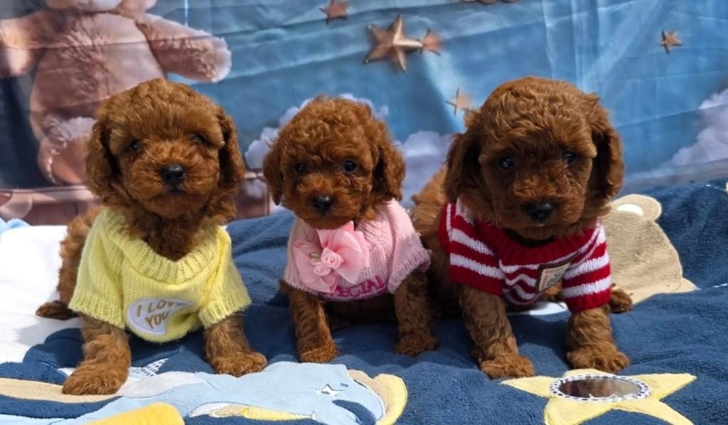 TOY POODLE YAVRULAR