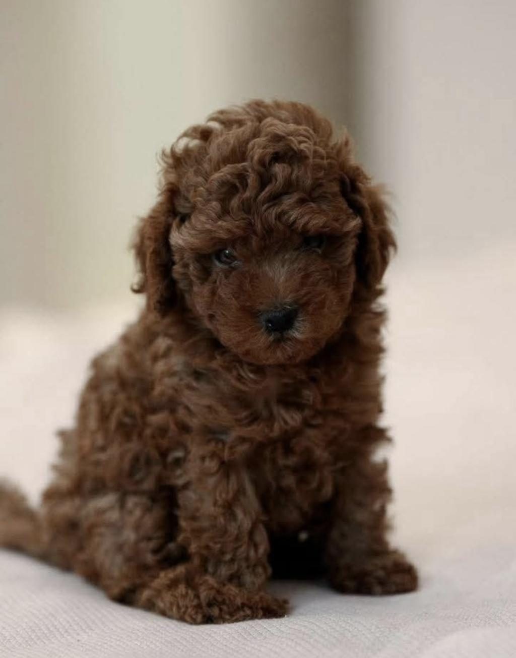 TOY POODLE YAVRU KÖPEKLER