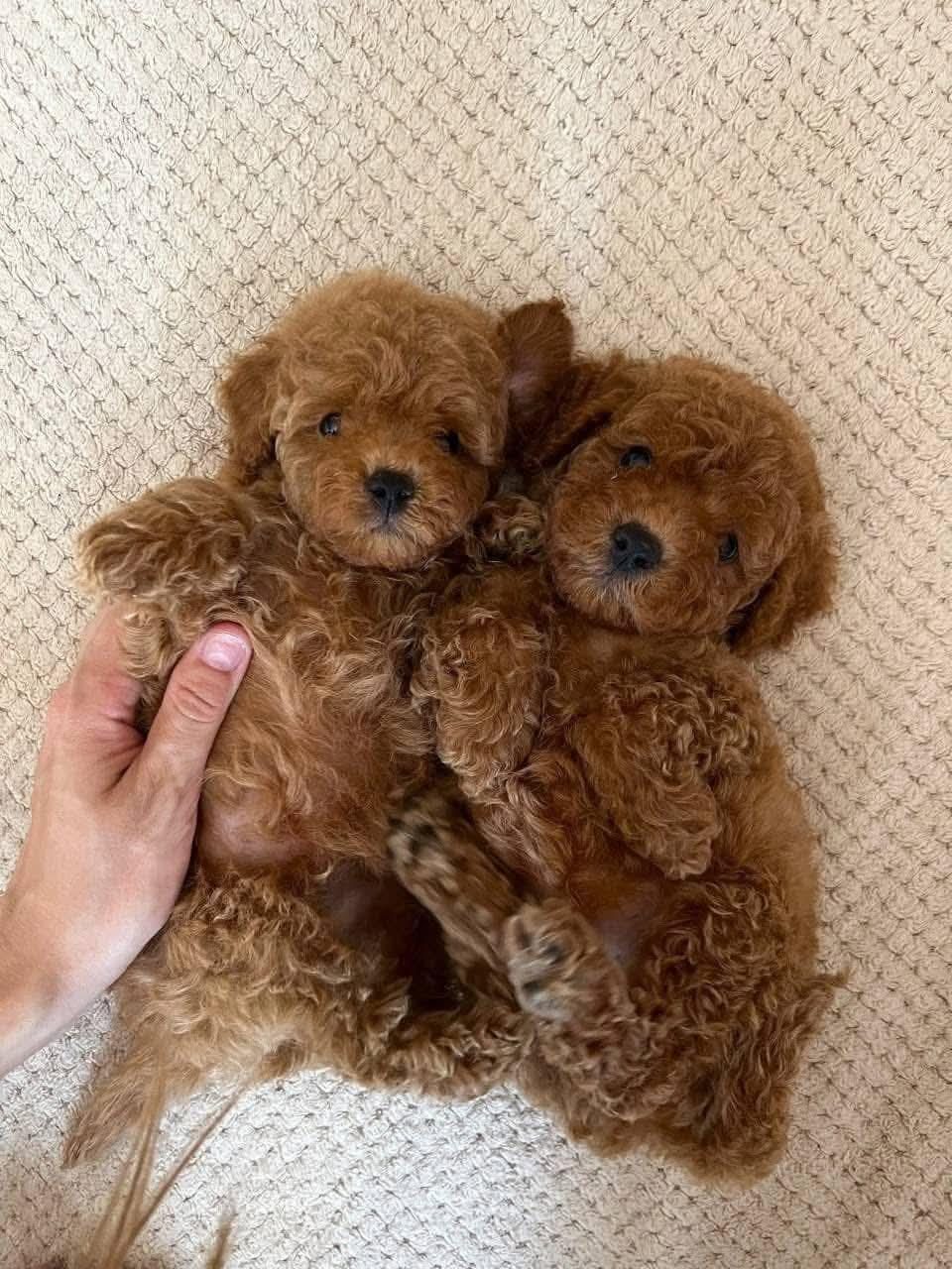 YASAL KÖPEK ÇİFTLİĞİNDEN TOY POODLE YAVRULARIMIZ