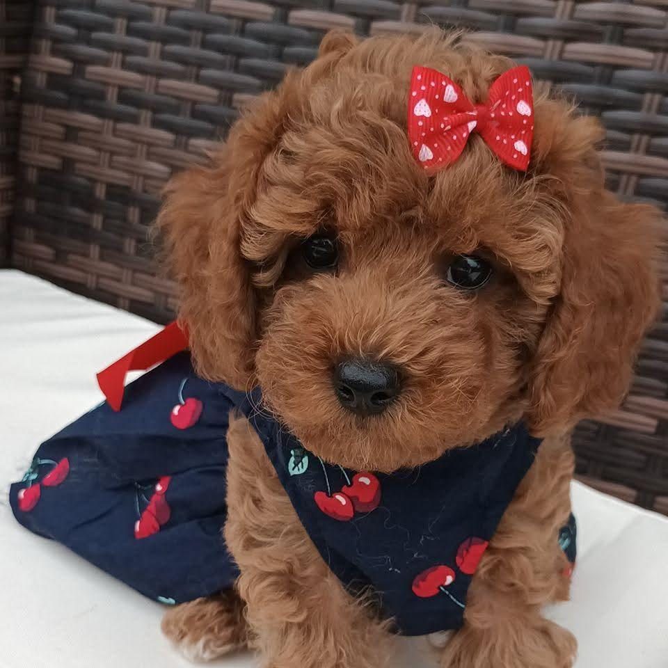 TOY POODLE IRK GARANTİLİ YAVRULAR