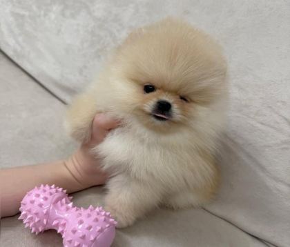 AYICIK SURAT GERÇEK POMERANİAN BOO YAVRULAR