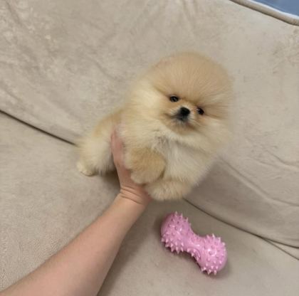 AYICIK SURAT GERÇEK POMERANİAN BOO YAVRULAR