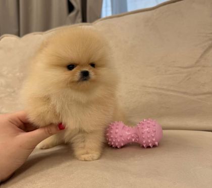 AYICIK SURAT GERÇEK POMERANİAN BOO YAVRULAR