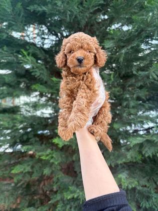 TUVALET EĞİTİMİNE UYGUN AKILLI POODLE YAVRULAR