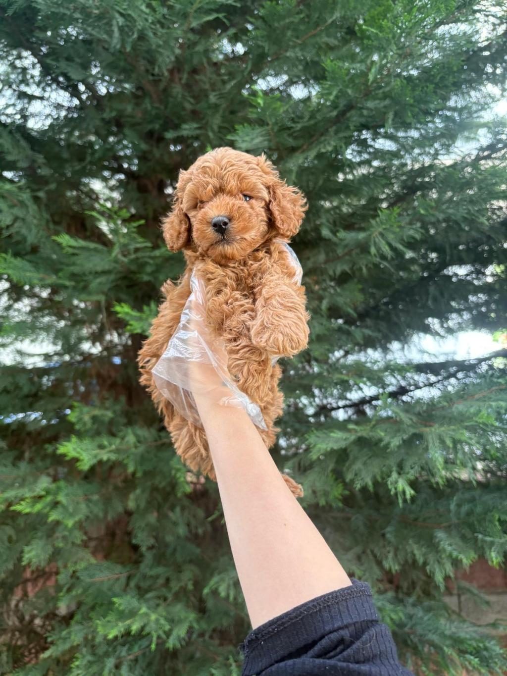 TUVALET EĞİTİMİNE UYGUN AKILLI POODLE YAVRULAR