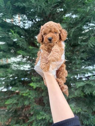 TUVALET EĞİTİMİNE UYGUN AKILLI POODLE YAVRULAR