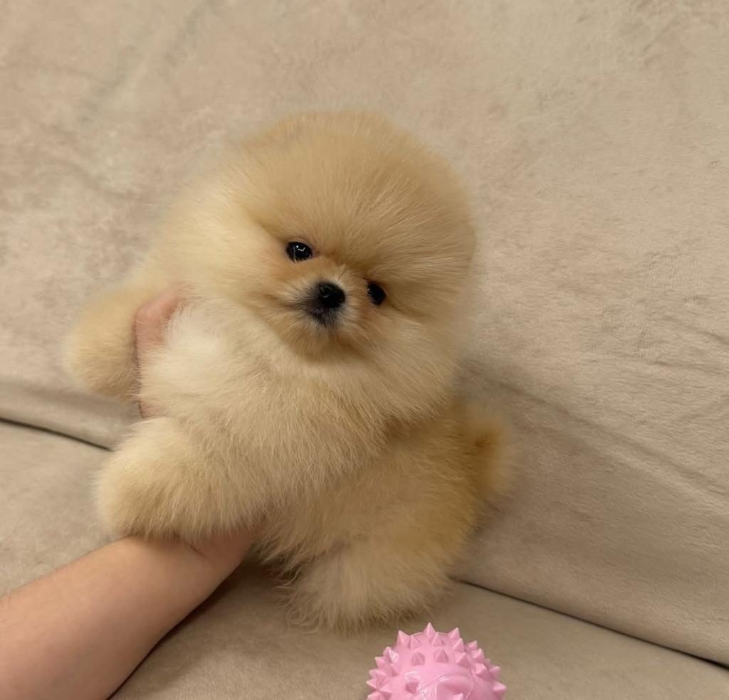 AYICIK SURAT GERÇEK POMERANİAN BOO YAVRULAR