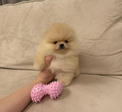 AYICIK SURAT GERÇEK POMERANİAN BOO YAVRULAR