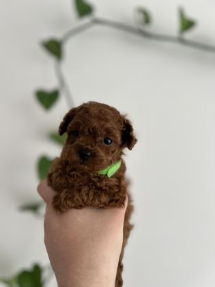 MİCRO BOY POODLE YAVRULAR