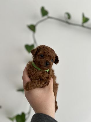 MİCRO BOY POODLE YAVRULAR