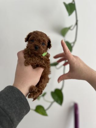 MİCRO BOY POODLE YAVRULAR