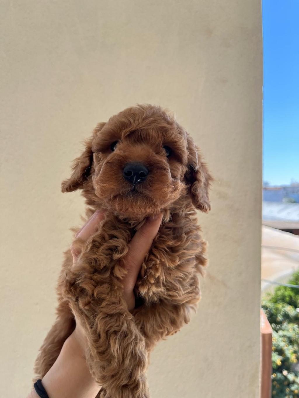 A KALİTE TOY POODLE