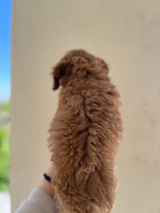 A KALİTE TOY POODLE