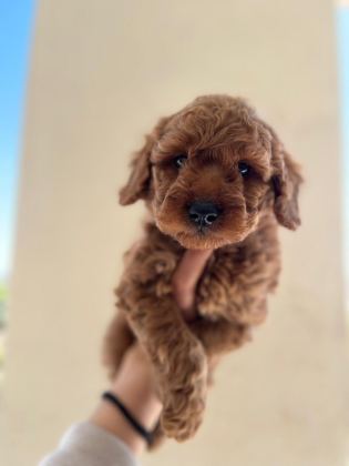 A KALİTE TOY POODLE