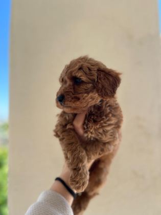A KALİTE TOY POODLE