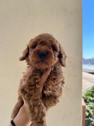 A KALİTE TOY POODLE