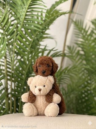 TOY POODLE 2,5 AYLIK