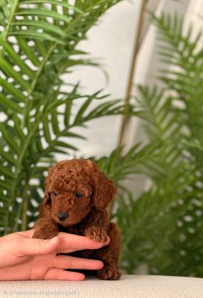 TOY POODLE 2,5 AYLIK