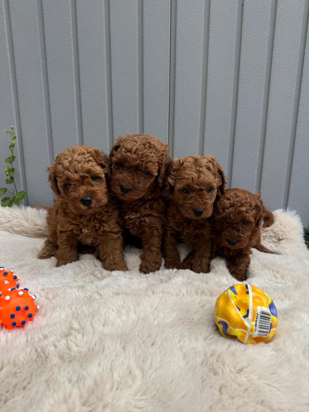 TOY POODLE YAVRULAR