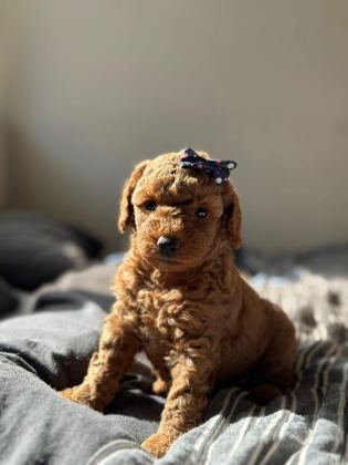 ERKEK DİŞİ POODLE BEBEKLER