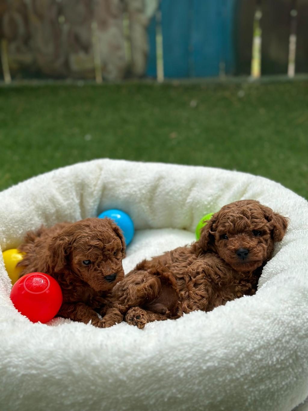 TOY POODLE YAVRU KÖPEKLER