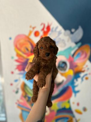 MİNİK TOY POODLE BEBEKLERİ