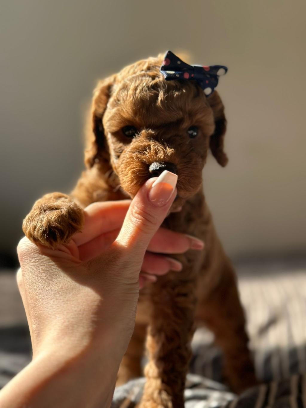 ERKEK DİŞİ POODLE BEBEKLER