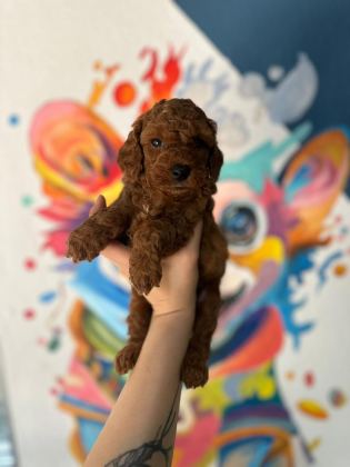 MİNİK TOY POODLE BEBEKLERİ