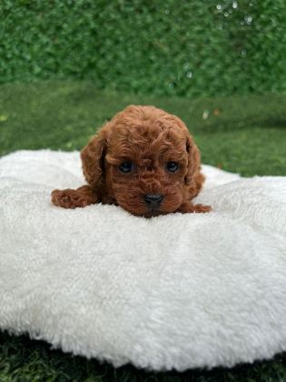 ANATOMİ GÜZELİ POODLE BEBEKLER