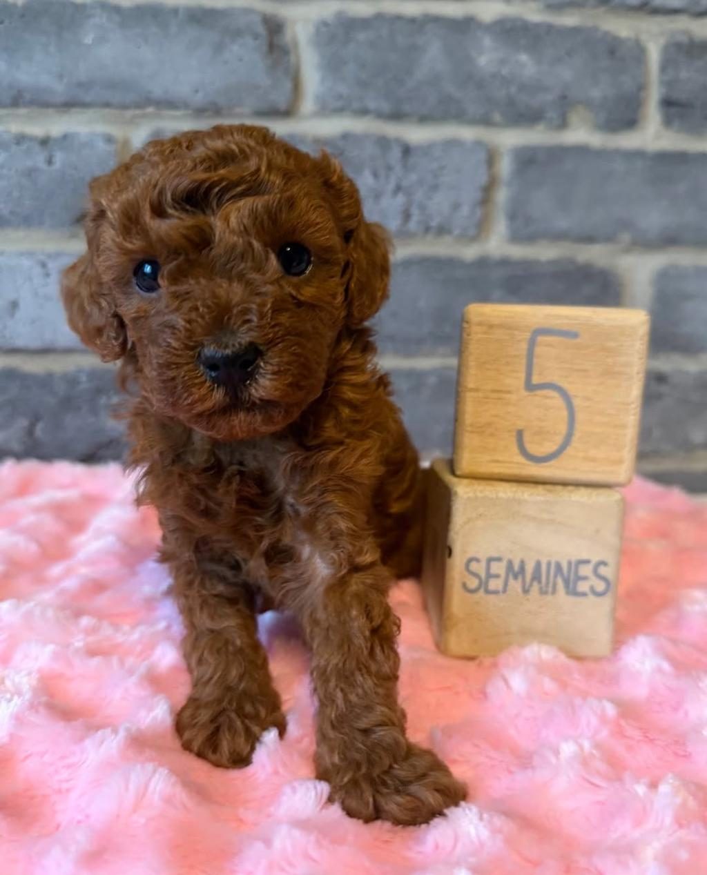 GÜZELLER GÜZELİ POODLE BEBEKLER