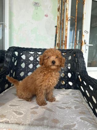 A KALİTE TOY POODLE YAVRULARIMIZ